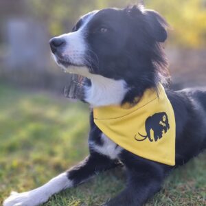 Hunde-Halstuch, personalisiert mit Wunschnamen